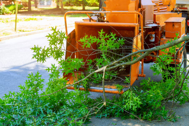 How Our Tree Care Process Works  in  Taylor, AL
